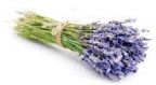 lavender Avatar